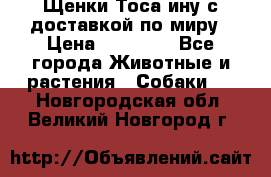 Щенки Тоса-ину с доставкой по миру › Цена ­ 68 000 - Все города Животные и растения » Собаки   . Новгородская обл.,Великий Новгород г.